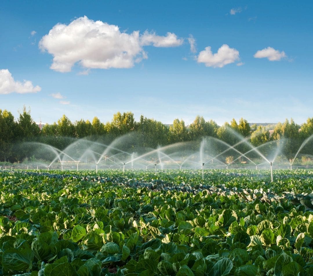 Sprinklers irrigating leafy vegetable field